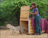 Africa 2003