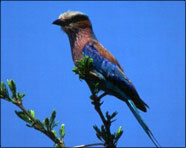 South Africa 2000